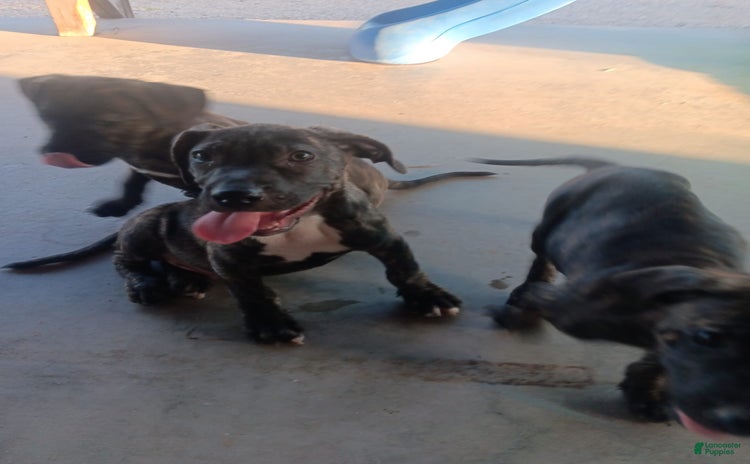 Cane Corso dogs - Advert 6