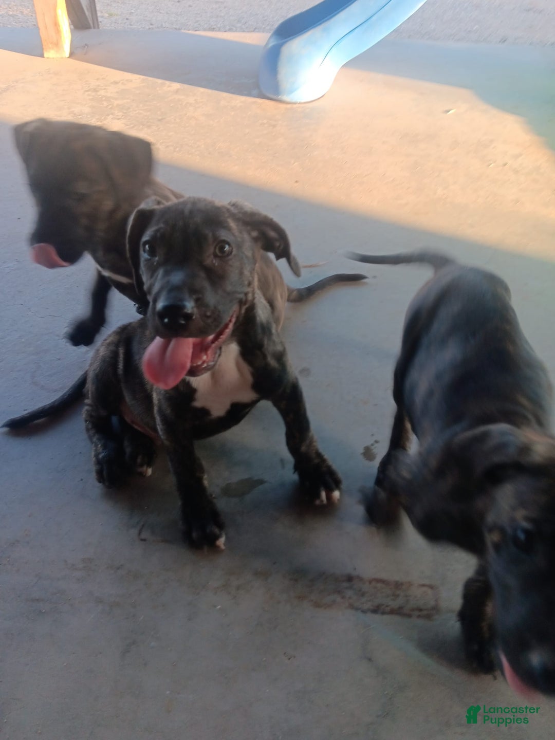 Cane Corso dogs for sale: Kilo - Image 1