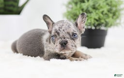 French Bulldog dogs for sale: Ralph - Image 3
