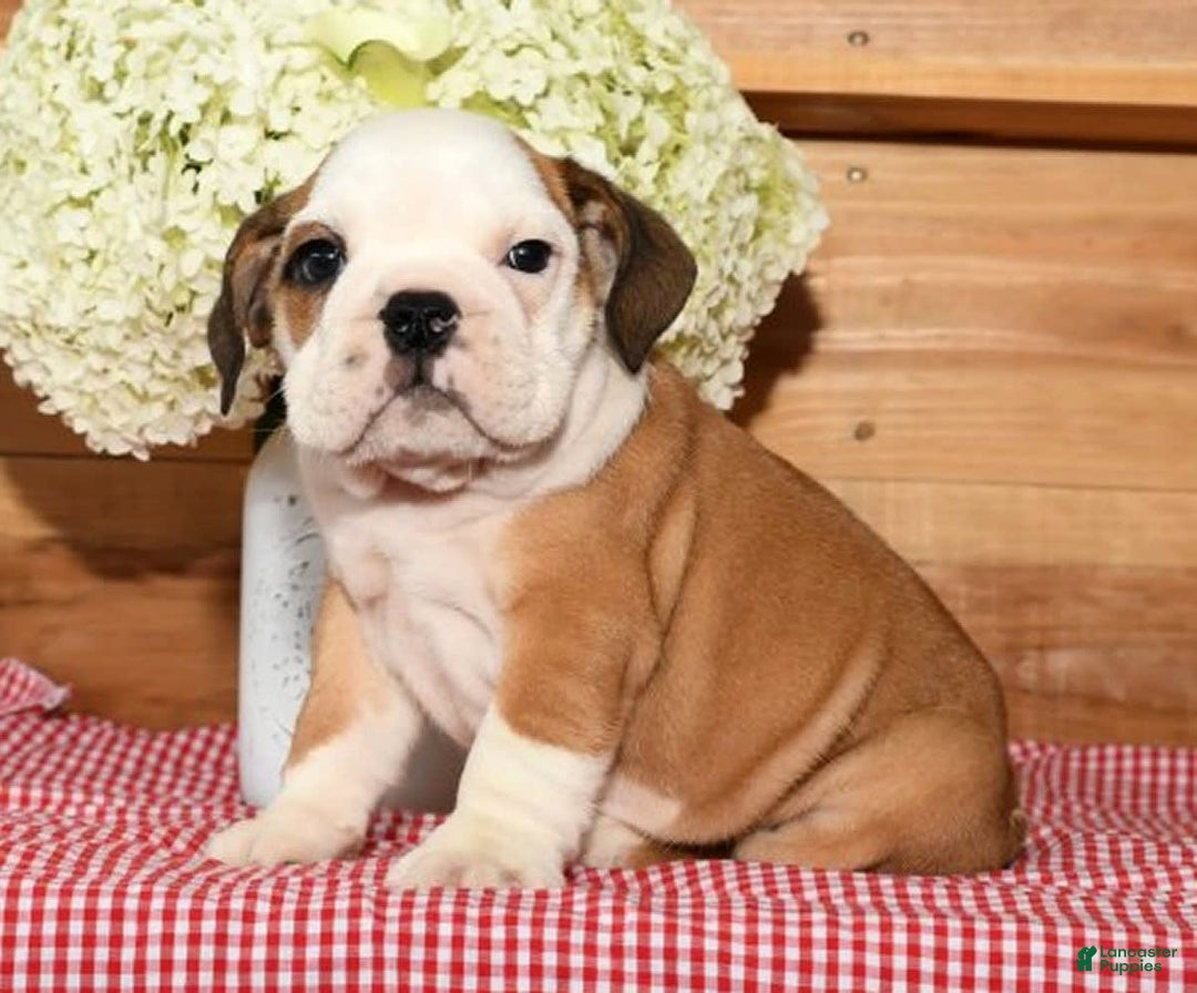Beabull dogs for sale: Cody - Image 8