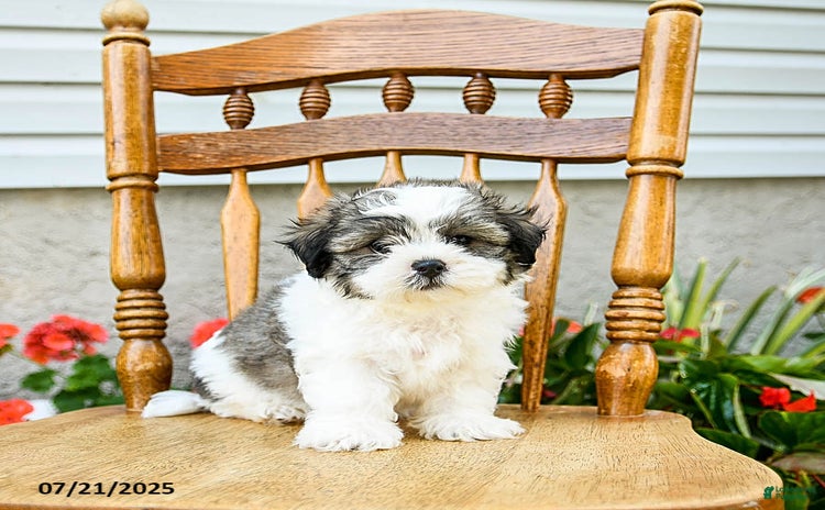 Teddy Bear dogs for sale - Ad 5
