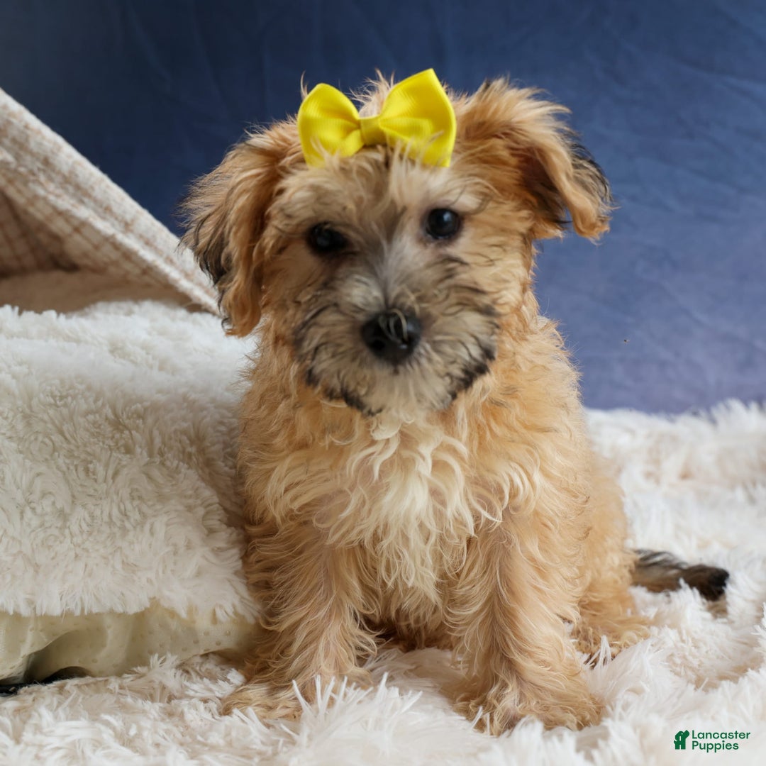 Yochon dogs for sale: Theodore - Image 13