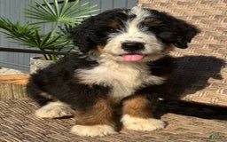 Bernedoodle dogs for sale: Buddy - Image 2