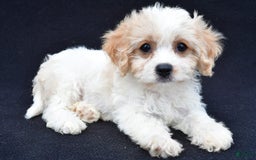 Cavachon dogs for sale: Brook - Image 3