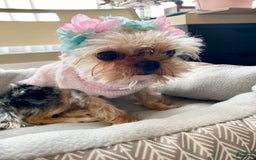 Morkie dogs for sale: Meeko - Image 1