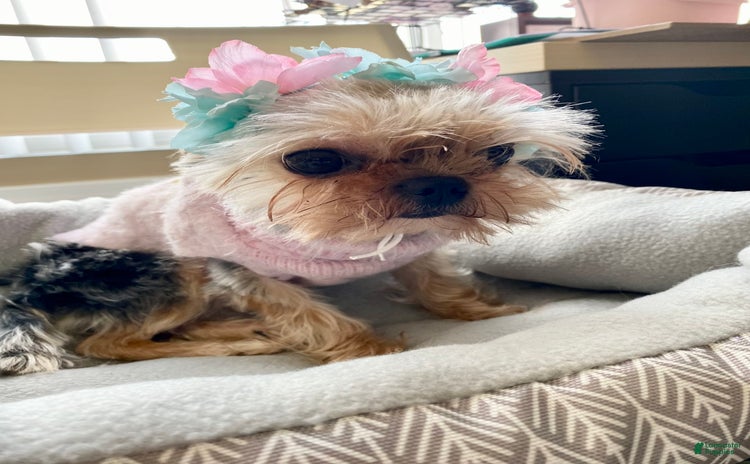 Morkie dogs for sale - Ad 1