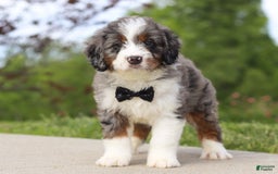 Mini Bernedoodle dogs for sale: Oakley - Image 4