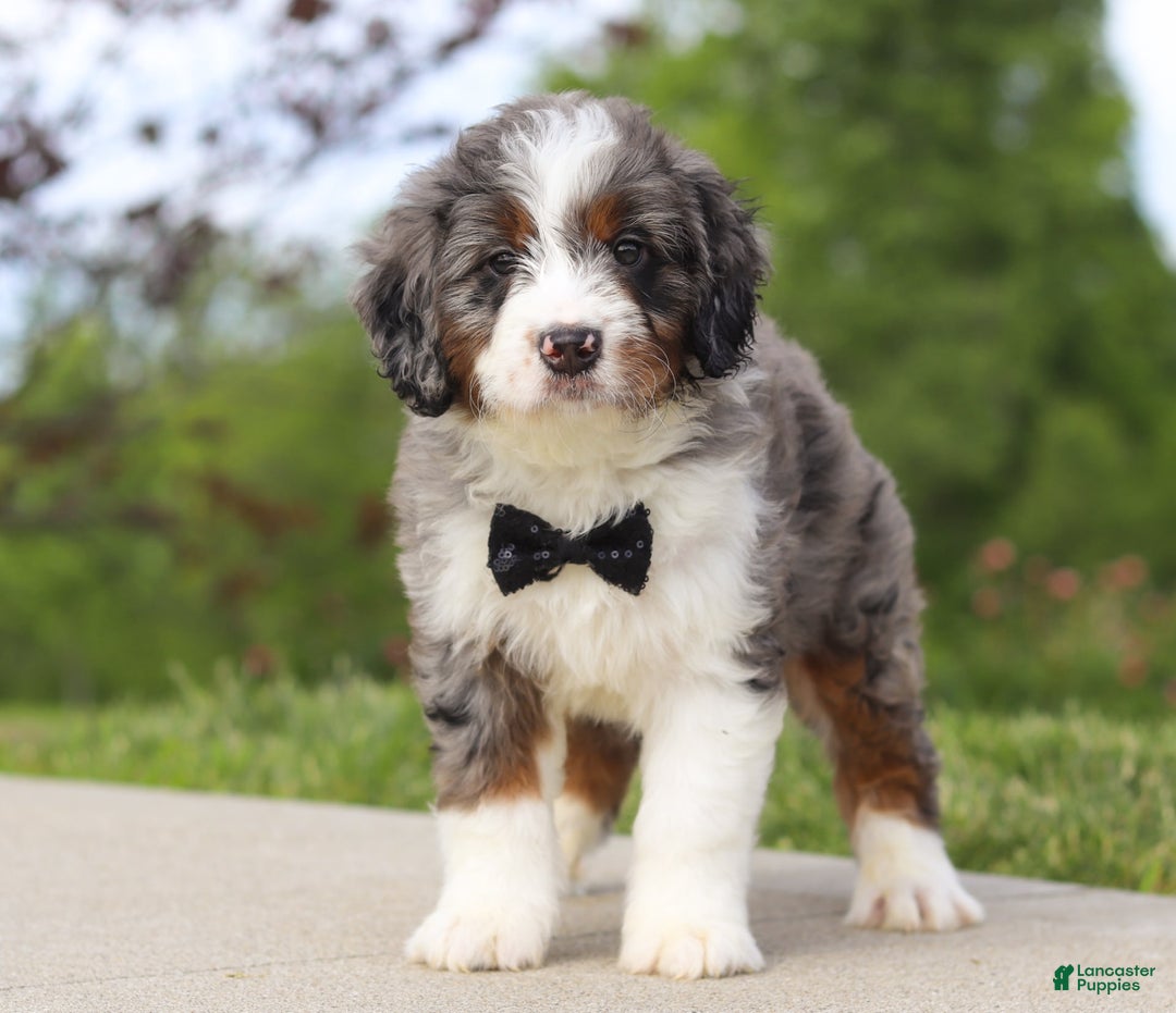Mini Bernedoodle dogs for sale: Oakley - Image 4