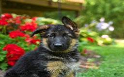 German Shepherd dogs for sale: Brandy - Image 3