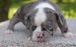 Olde English Bulldogge dogs for sale: Enzo blue eyes mini bulldogge - Image 6