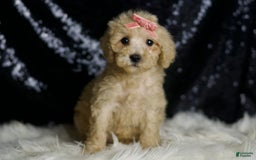 Mini Goldendoodle dogs for sale: Duckie - Image 2