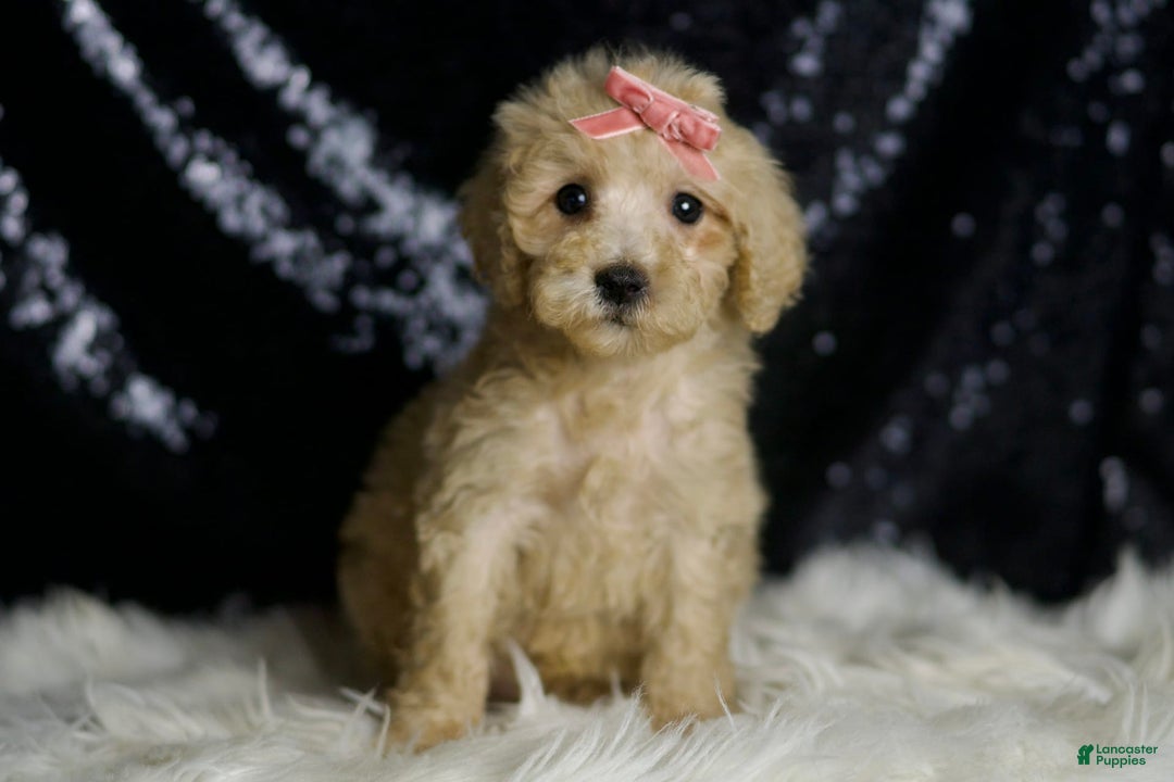 Mini Goldendoodle dogs for sale: Duckie - Image 2