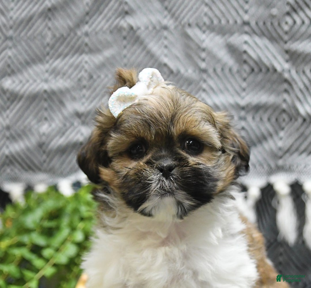 Shih Tzu dogs for sale: Laurel - Image 5