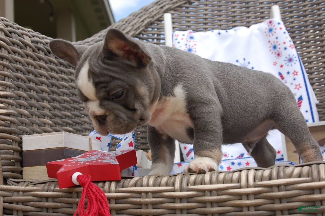 French Bulldog dogs for sale: Nate - Image 3