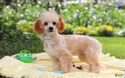 Miniature Poodle dogs for sale: Jazz - Image 10