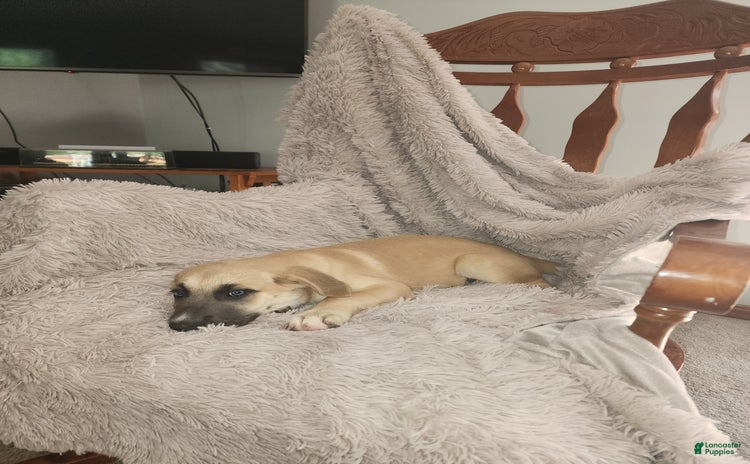 German Shepherd dogs for sale - Ad 3