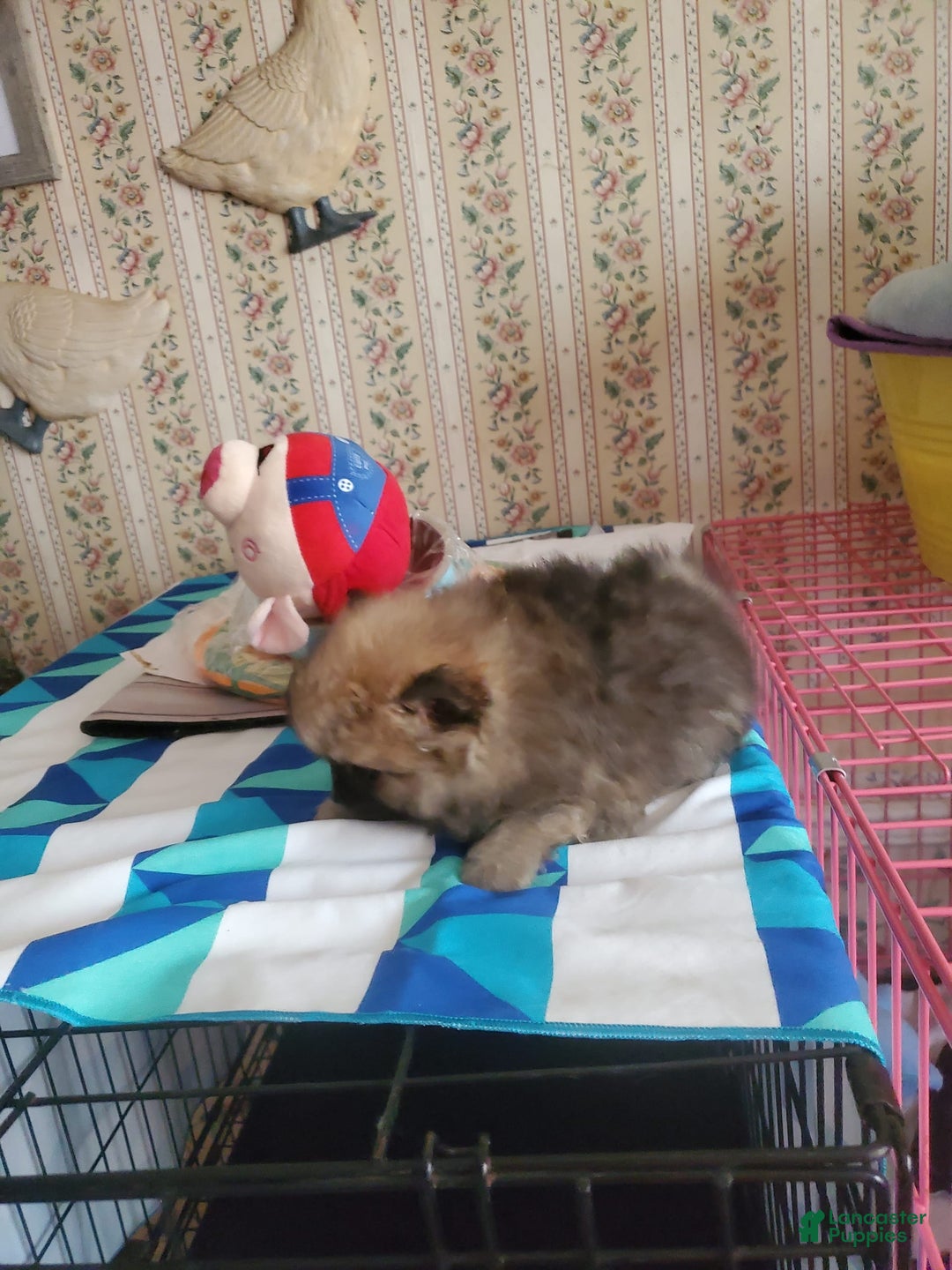 Pomeranian dogs for sale: Little Bit - Image 2