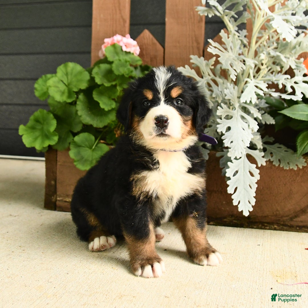 Bernese Mountain Dog dogs for sale: Molly - Image 3