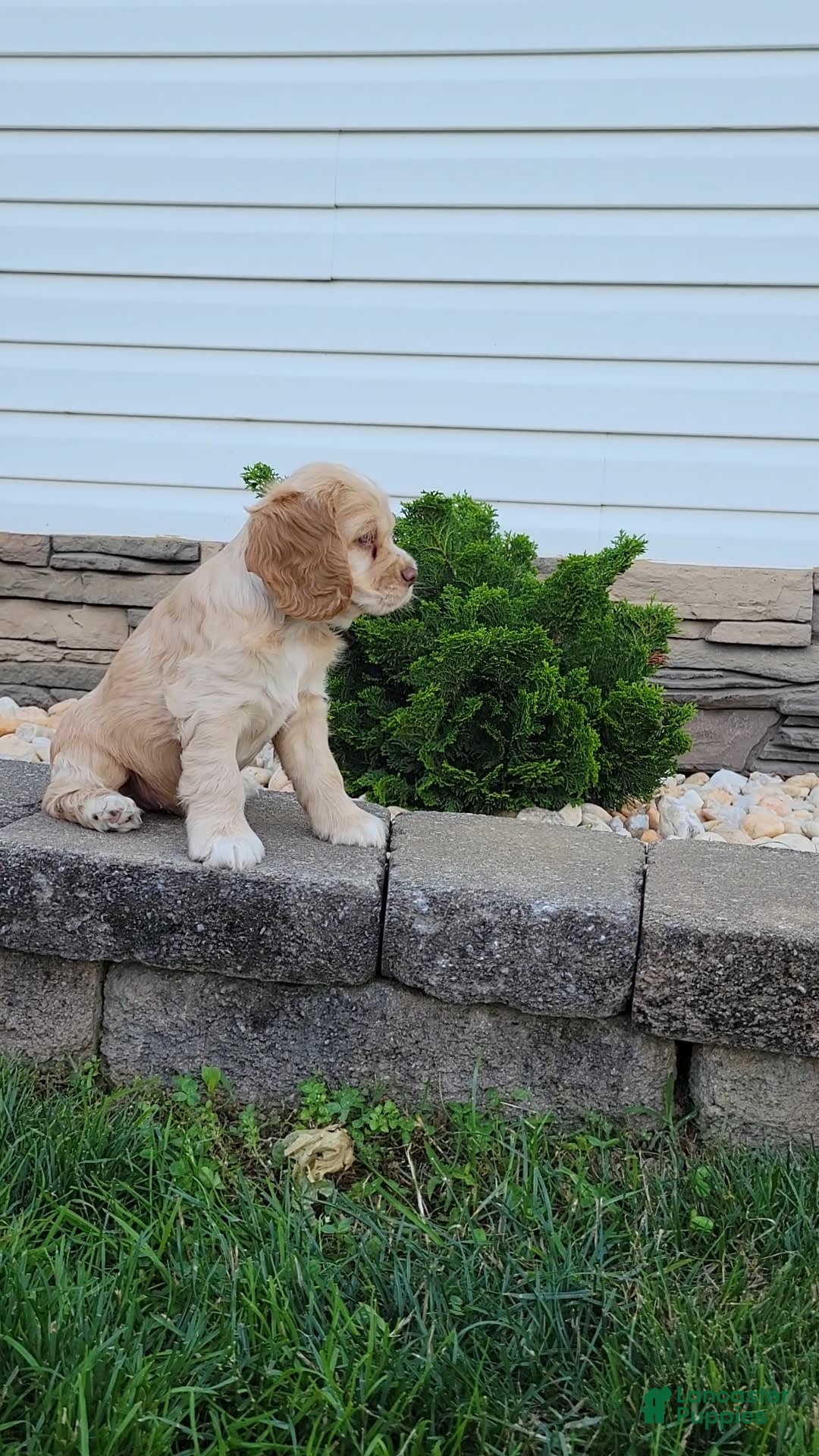 Cocker Spaniel dogs for sale: Rex - Image 1