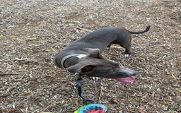 American Pit Bull Terrier dogs for sale: Blu - Image 3