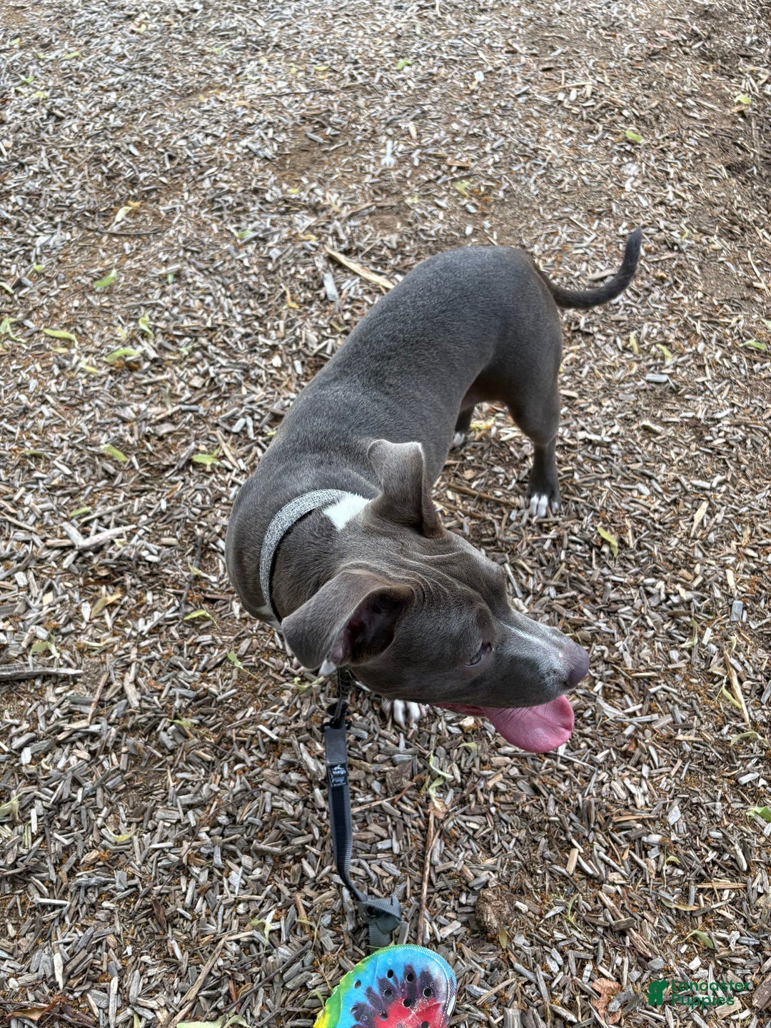 American Pit Bull Terrier dogs for sale: Blu - Image 3