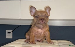 French Bulldog dogs for sale: Girl girl - Image 1