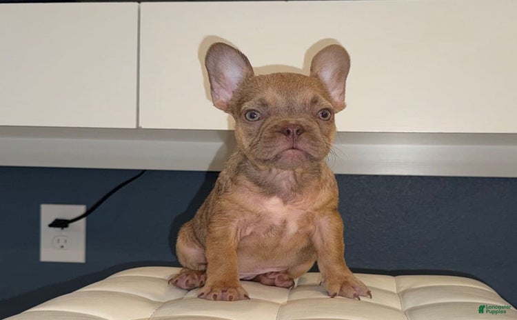 French Bulldog dogs for sale - Ad 3