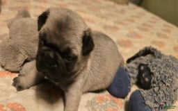 Pug dogs for sale: Derek - Image 2