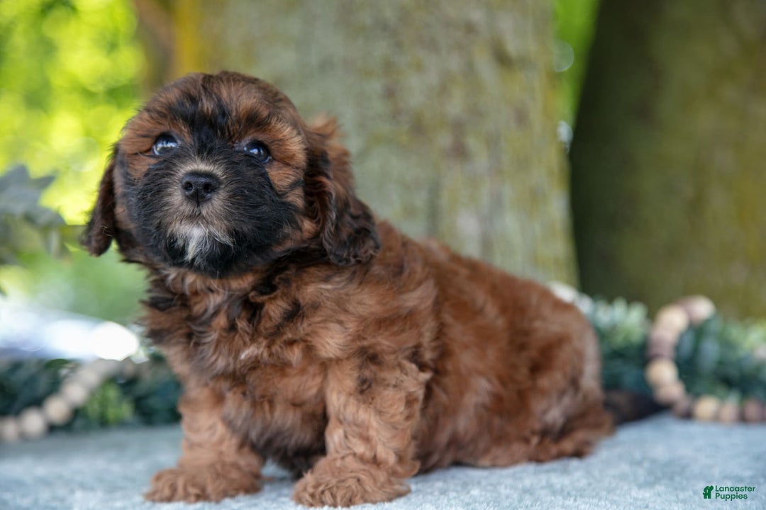 Shihpoo dogs for sale: Megan - Image 3