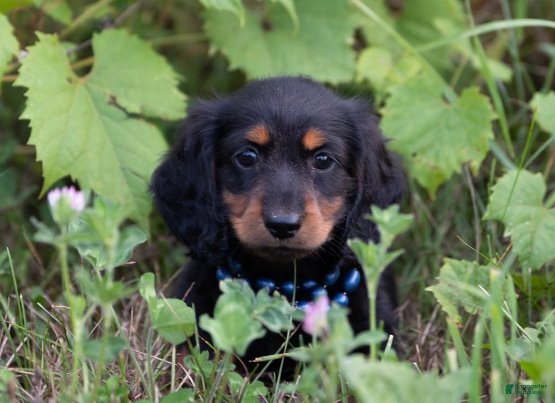 Miniature Dachshund dogs for sale: Dune - Image 2
