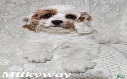Cavapoo dogs for sale: Milkyway - Image 4