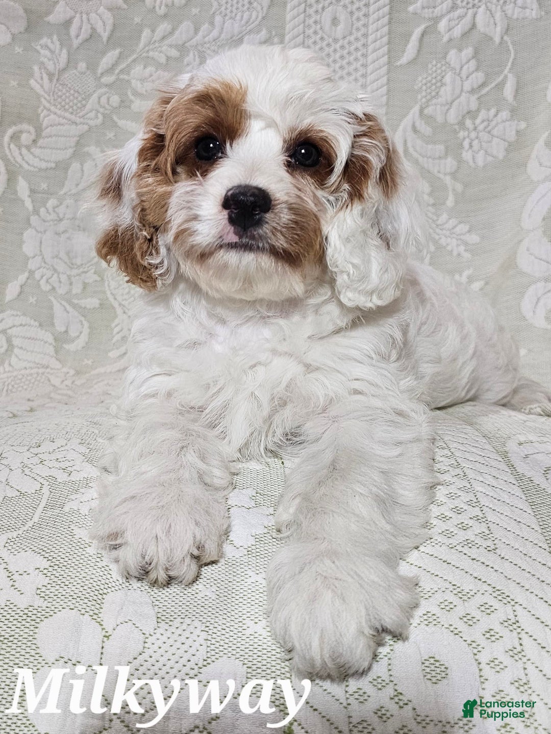 Cavapoo dogs for sale: Milkyway - Image 4