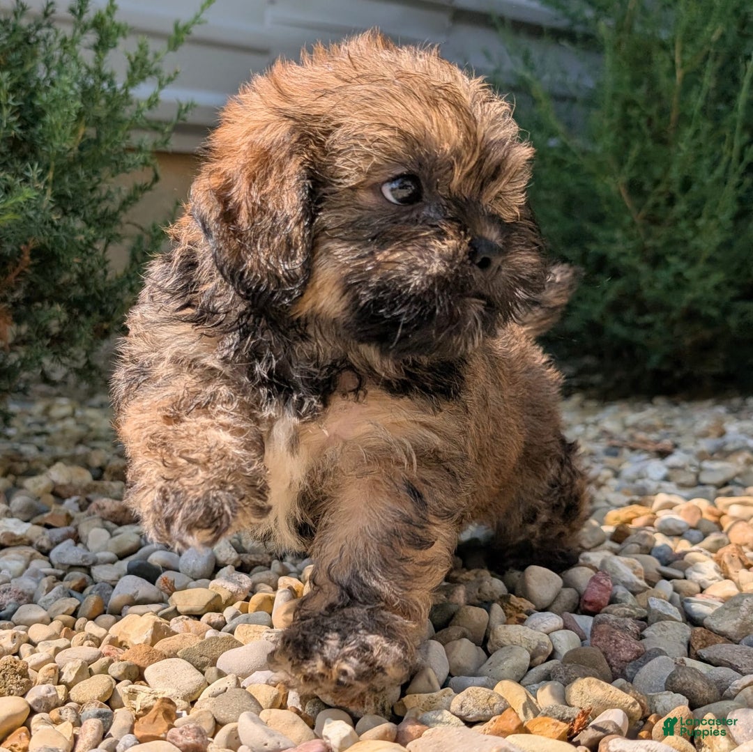 Lhasa Apso dogs for sale: Grizzly - Image 9