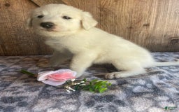 Great Pyrenees dogs for sale: Dodge - Image 3