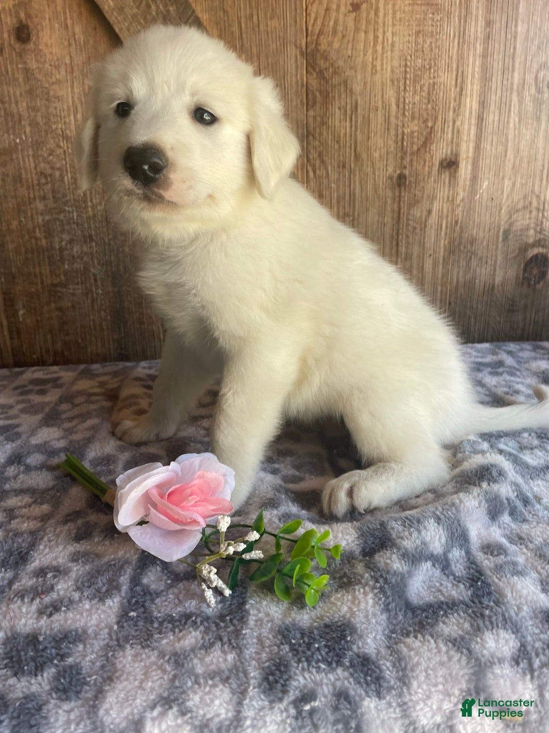 Great Pyrenees dogs for sale: Dodge - Image 3
