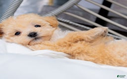 Maltipoo dogs for sale: Vander - Image 8