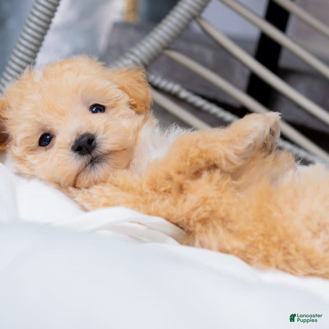 Maltipoo dogs for sale: Vander - Image 8