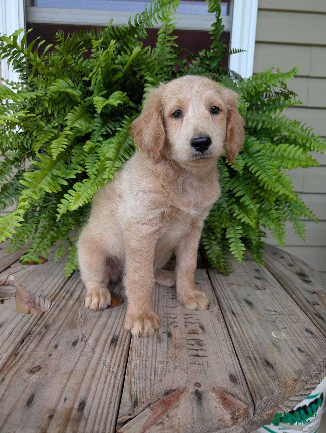 Goldendoodle dogs for sale: Bella - Image 33