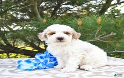 Mini Goldendoodle dogs for sale: Buster - Image 25