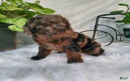 Miniature Poodle dogs for sale: Pippi - Image 6