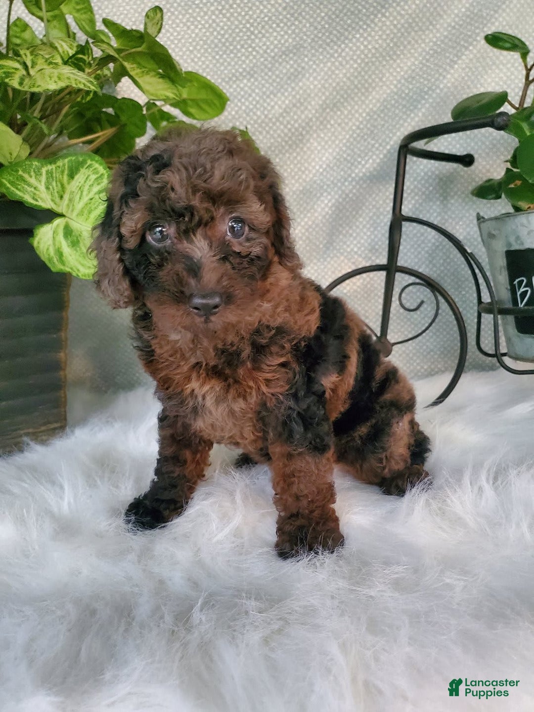 Miniature Poodle dogs for sale: Pippi - Image 6
