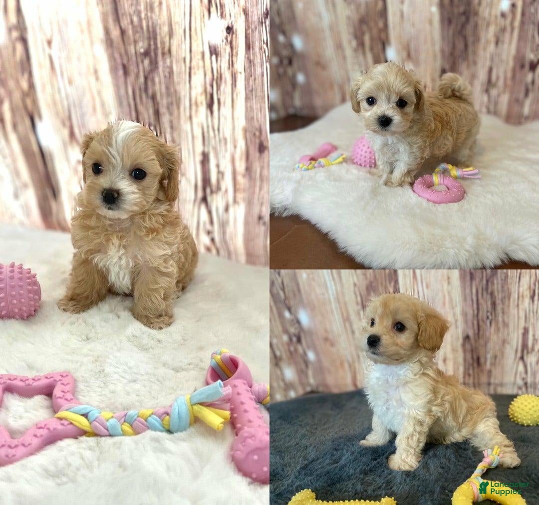 Maltipoo dogs for sale: Bella - Image 2