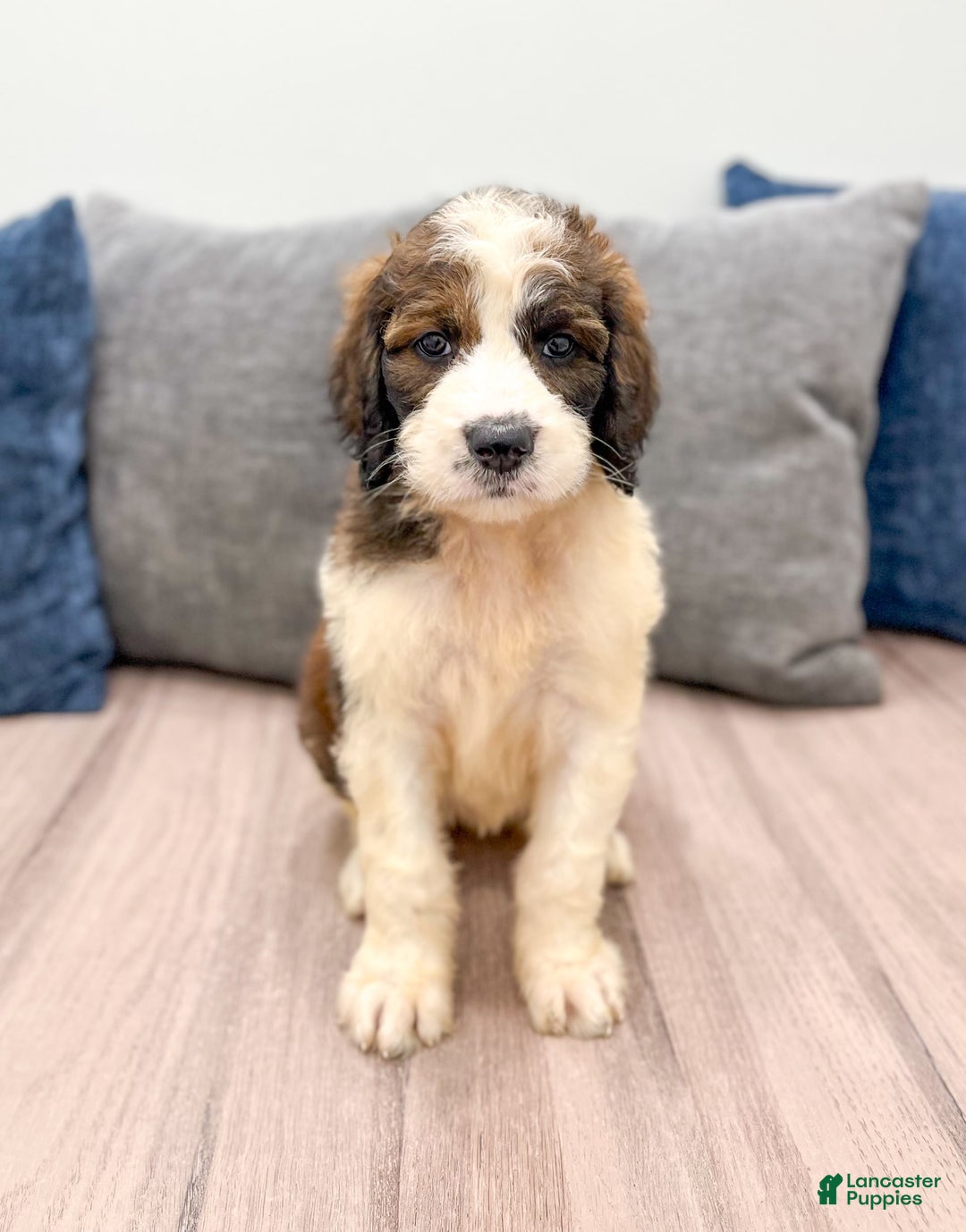 Saint Berdoodles dogs for sale: Sasha - Image 6