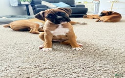 Boxer dogs for sale: Gracie - Image 3