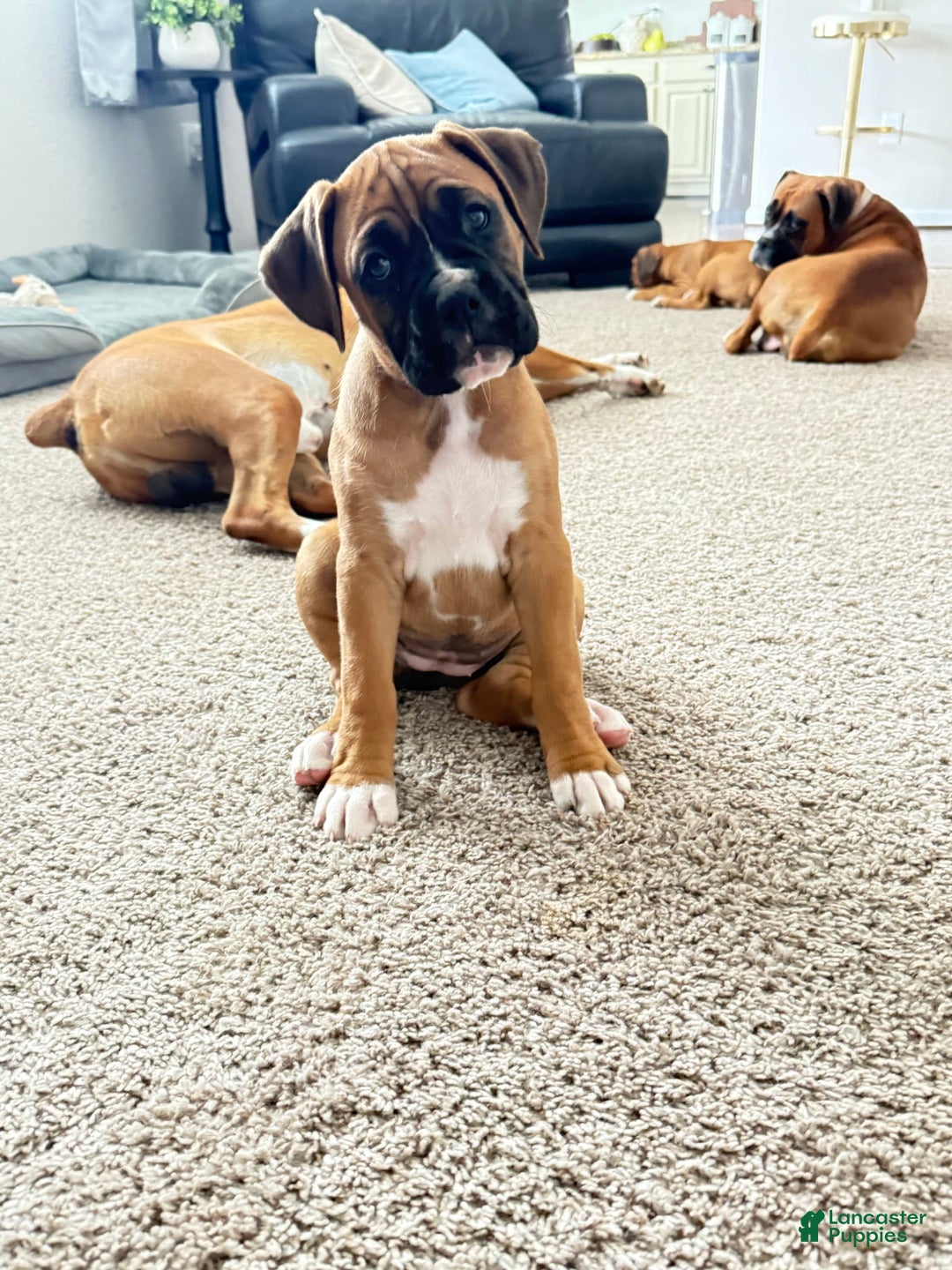 Boxer dogs for sale: Gracie - Image 3