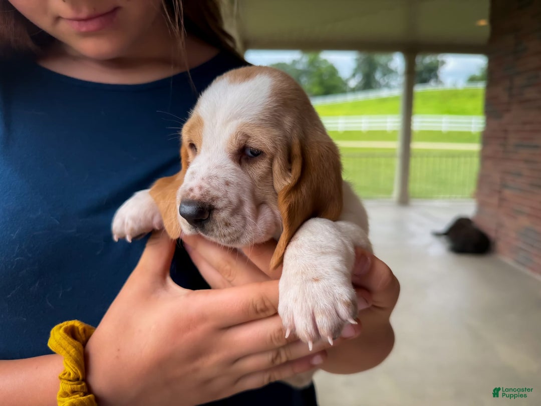 Basset Hound dogs for sale: Daisy - Image 1