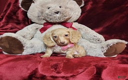 Miniature Dachshund dogs for sale: RAYA - Image 8