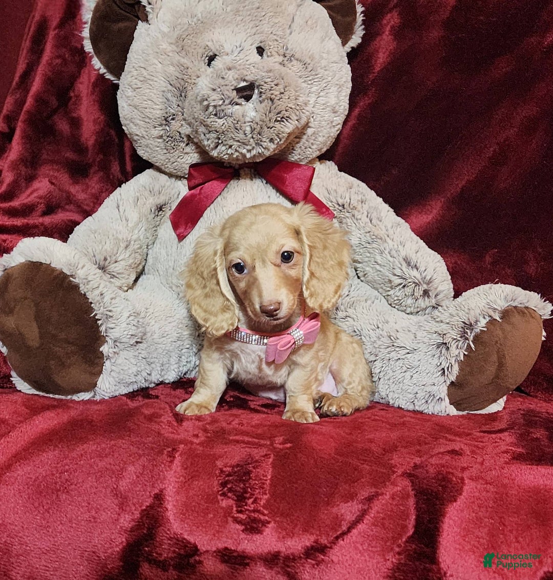 Miniature Dachshund dogs for sale: RAYA - Image 8