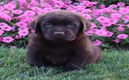 Labrador Retriever dogs for sale: Daisy - Image 5