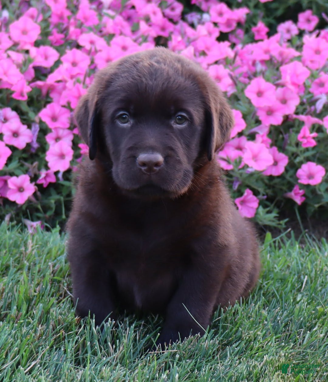 Labrador Retriever dogs for sale: Daisy - Image 5
